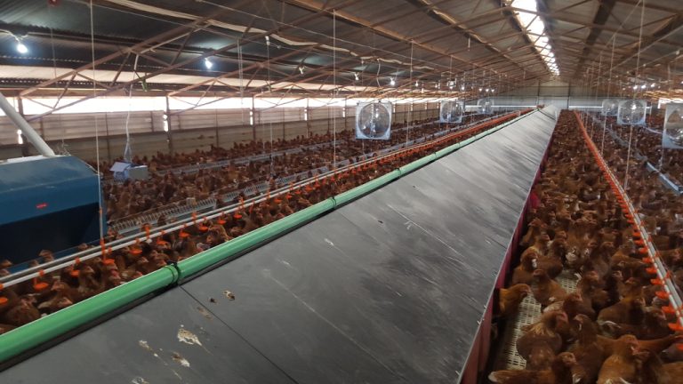 Chicken-Shed-Lighting-and-Fans